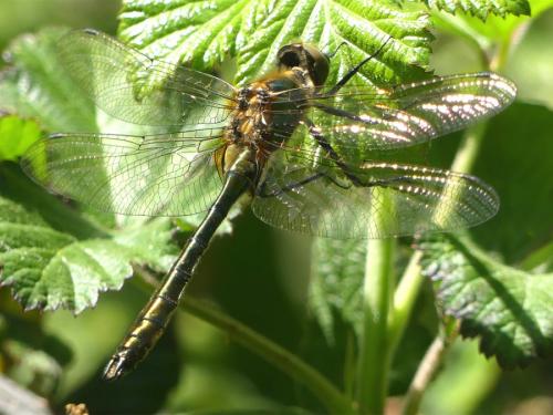Réf. 253 344 : Cordulia aenea